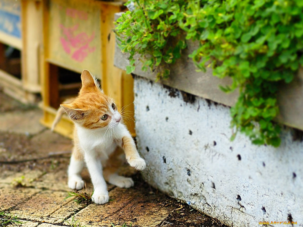 Котенка домой. Котенок на улице. Маленький рыжий котенок на улице. Белый котенок на улице. Рыже белый котенок на улице.